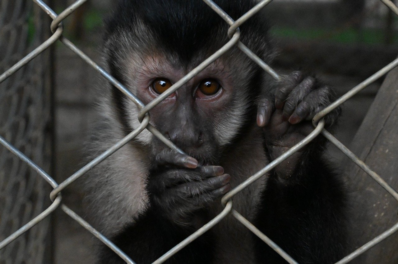 Tráfico Internacional de Animais: O Aspecto Criminal no Direito Brasileiro e Mundial